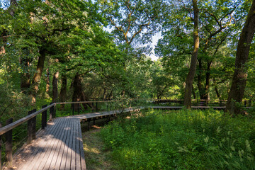 Wooden path in Borský forest wetland, Latorica area, Slovakia. Peaceful trail through lush green...