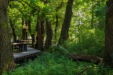 Wooden path in Borský forest wetland, Latorica area, Slovakia. Peaceful trail through lush green...