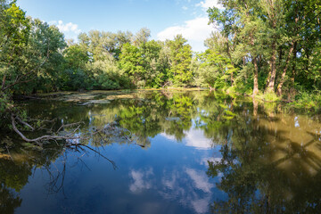 Wetland pond in Borský forest, Latorica protected area, Košice region, Slovakia. Calm water, trees reflection, natural habitat for wildlife in floodplain forest.