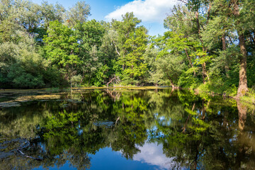Wetland pond with reflection of floodplain forest in Borša forest, Latorica, Košice region, Slovakia. Protected natural habitat full of biodiversity, calm and wild nature.