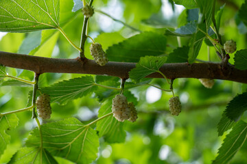Close-up of white mulberry (Morus alba) fruits growing on a branch with green leaves, photographed...