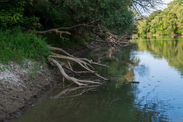 Riverbank of Bodrog River near Borša, Slovakia. Tree roots reaching into calm water, surrounded by lush greenery. Peaceful summer nature in Košice region.