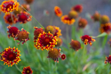 Close-up of vibrant red and yellow Gaillardia (Gaillardia pulchella) flowers, also known as blanket flowers, blooming outdoors in a garden with green foliage and blurred background.