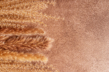 Top view of close-up of dried pampas grass plant with beige texture on dark brown rustic background with copy space used as decoration element for autumn floral bouquets or natural home interior decor
