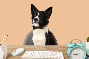 Cute Border Collie dog with computer keyboard and alarm clock at table on beige background. Time...
