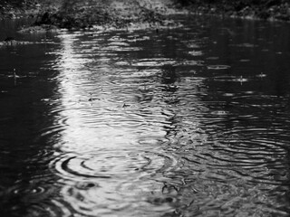 Black and white photo of raindrops falling into a puddle.