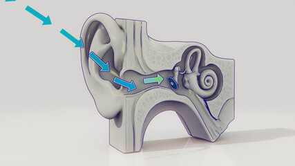 Conceptual 3D illustration of an ear anatomy