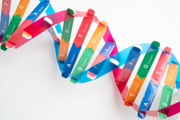 DNA or Deoxyribonucleic acid is a double helix chains structure formed by base pairs attached to a...