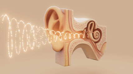 Conceptual 3D illustration of an ear anatomy