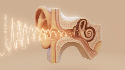 Conceptual 3D illustration of an ear anatomy