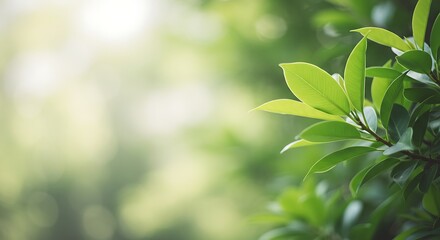 Obraz premium Fresh Green Leaves Illuminated by Sunlight with Soft Bokeh Background