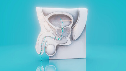 Conceptual Prostate and bladder anatomy with bacteria