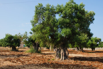 Centuries-old olive trees in Salento, Apulia region, Italy - Olive grove