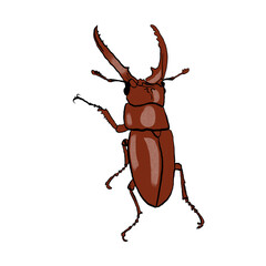 Beetle