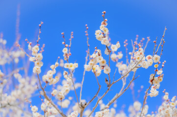 日本の春、静寂に咲く白梅の美しさ