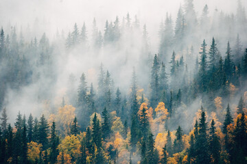 Aerial picture of fog in the forrest