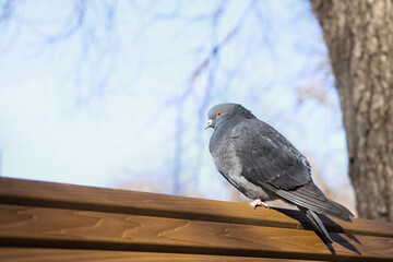 Pigeons sitting on bench in park, closeup