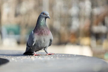 Pigeon on parapet outdoors, closeup
