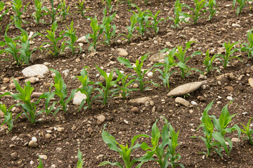 Straight rows of young corn plants growing in a European agricultural field with rocky soil, showing tough growing conditions and resilience in farming.