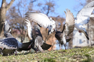Flock of pigeons taking off grass in park, closeup