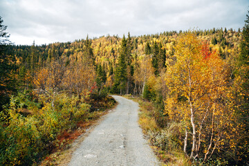 Autumnal Forest path in Norwegian Woodlands