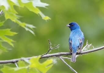 Vibrant blue bird on a branch.