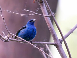 Naklejka premium Vivid Blue Bird on Branch