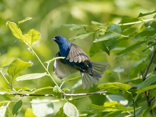 Blue Bird in Flight Among Green Leaves