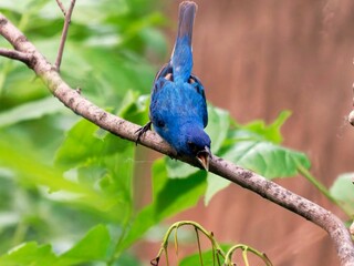 Vibrant blue bird on a branch.
