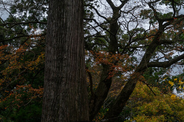 maple leaves in the forest which is behind the trunk are turning orange in park, Japan.