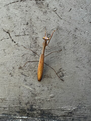 Brown praying mantis on rough concrete wall, macro shot showing texture and details. Insect, nature, wildlife concept.