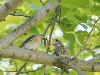 Mother bird feeding chick on a tree branch.
