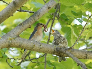Parent bird feeding chick on tree branch.