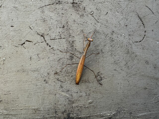 Brown praying mantis on rough concrete wall, macro shot showing texture and details. Insect, nature, wildlife concept.