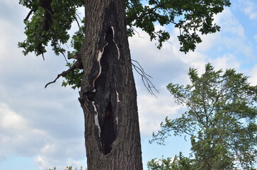 A weathered tree with a large hollow in its trunk