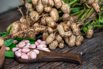 Peanuts in a peel in a wooden bowl. peeled peanut on peanut group on wooden bowl.