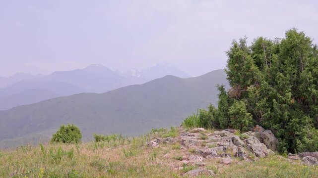 Juniper archa tree on top of grassy hill at overcast summer day in Chunkurchak gorge, Kyrgyzstan
