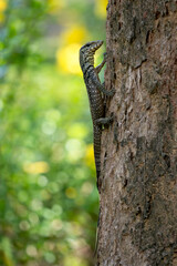 Black-shanked Douc Langur - Pygathrix nigripes, beautiful Critically Endangered native to forests...