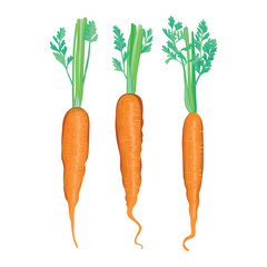Realistic set of cartoon young carrot on white background