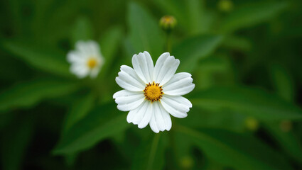 White Cosmos Bipinnatus Flower With Soft Petals Displayed Against Natural Background in Bloom.