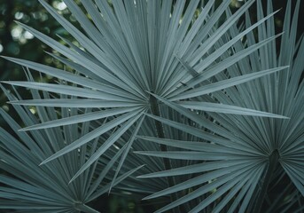 Fototapeta premium Close-up of Fan-Shaped Palm Fronds with Soft, Natural Lighting and Texture