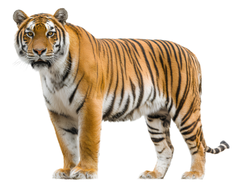 Royal Bengal tiger standing pose transparent background