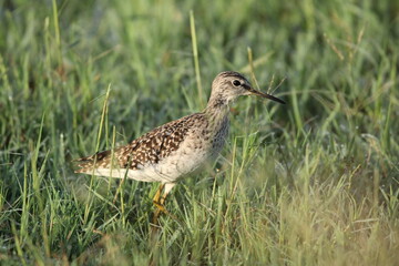Birds in Lake grass