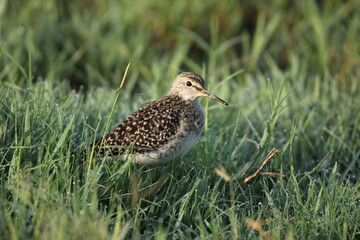 Fototapeta premium Birds in Lake grass