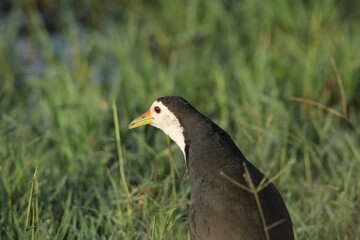 Birds in Lake grass