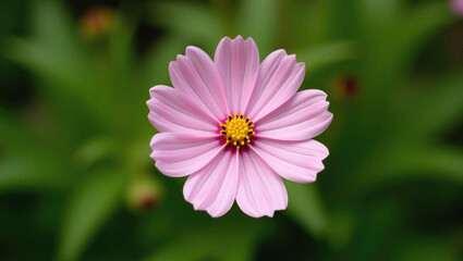 Pink Cosmos Flower Blooming in Natural Garden With Delicate Petals and Bright Color.