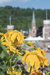 Rudbeckia yellow flower Bragernes torg, Drammen