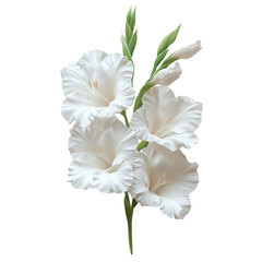 Fototapeta premium Gladiolus flower bloom isolated on transparent background