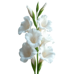 Fototapeta premium Gladiolus flower bloom isolated on transparent background