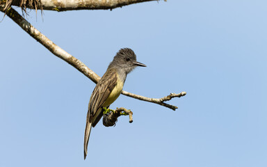 Schwarzkappen-Schopftyrann(Myiarchus tuberculifer)